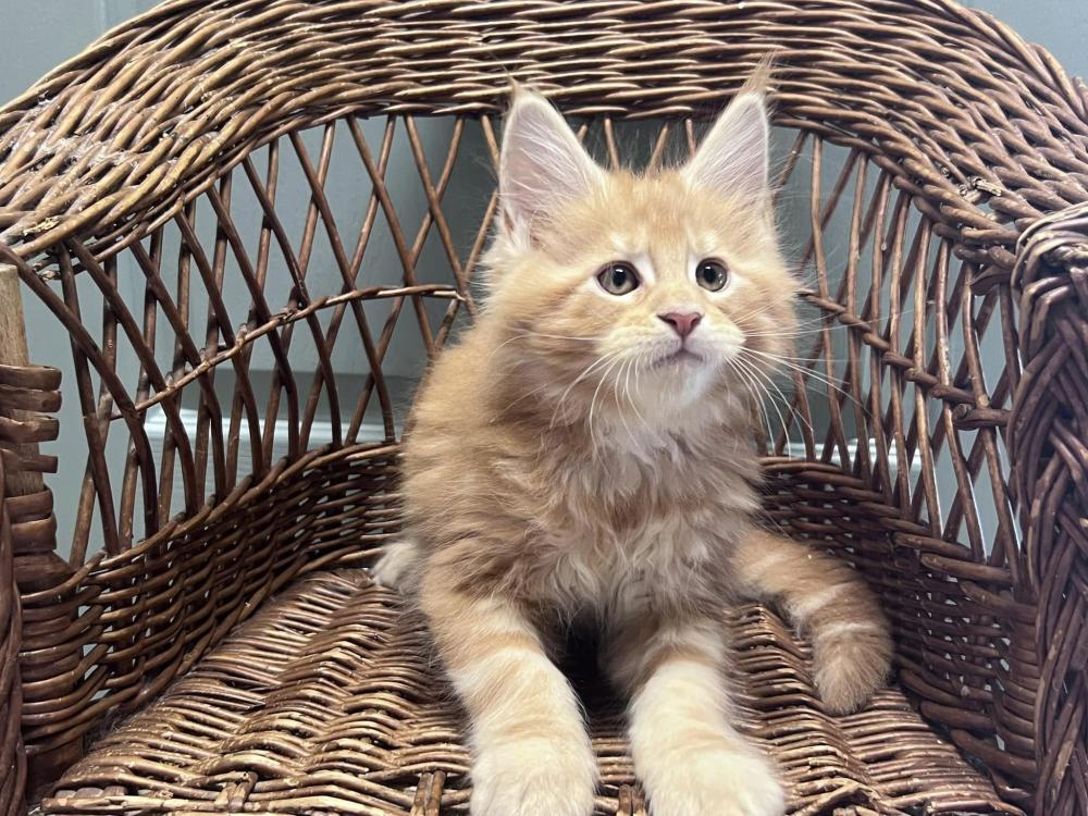 elevage-chaton-maine-coon-l'Empire du Géant